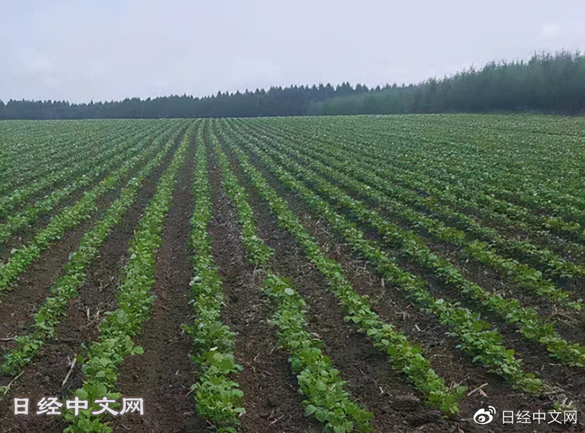 中国红小豆价格最新行情,2023红小豆还能涨价吗