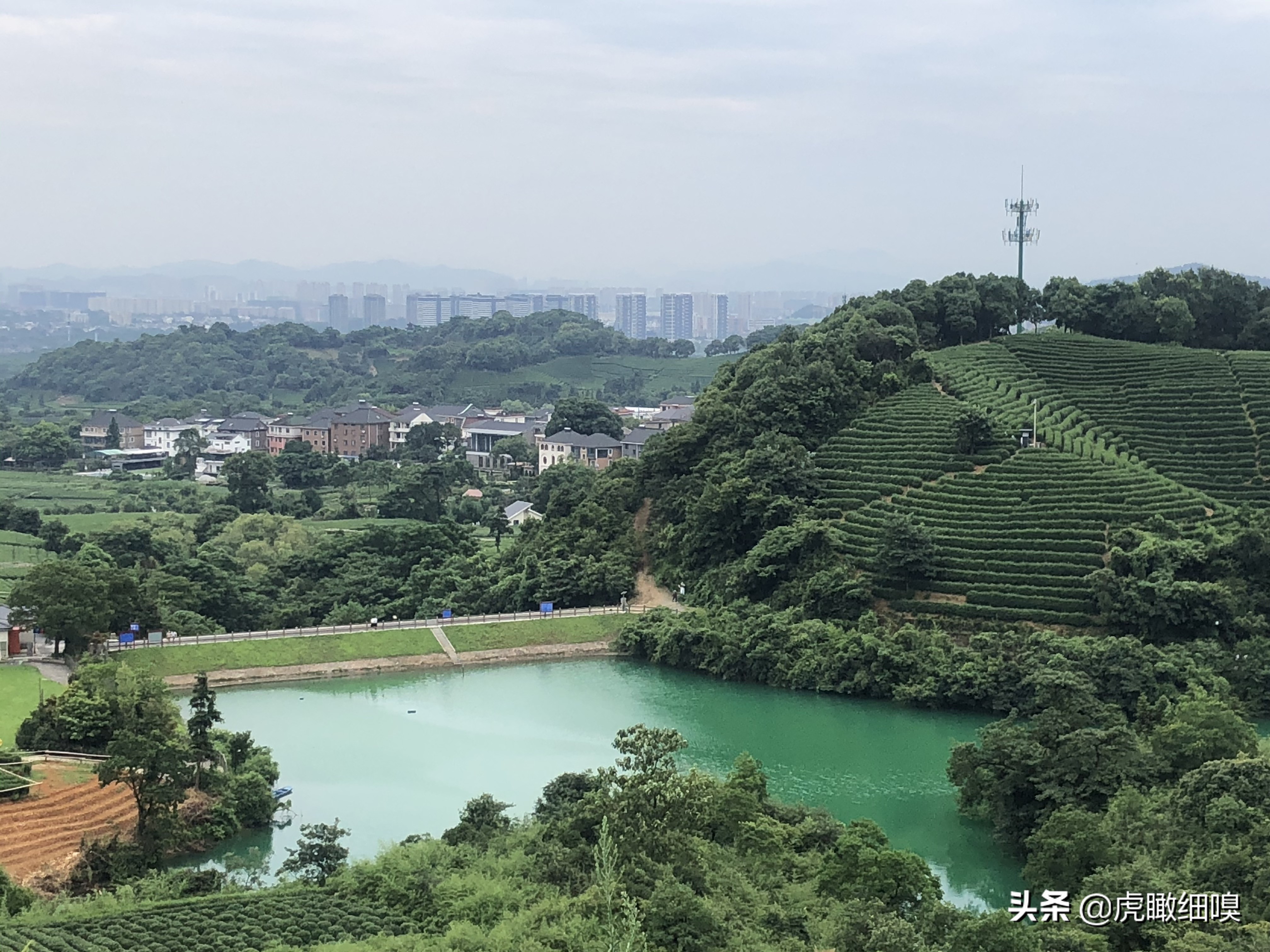 杭州最有名的茶旅,杭州盛产茶的地方有哪些