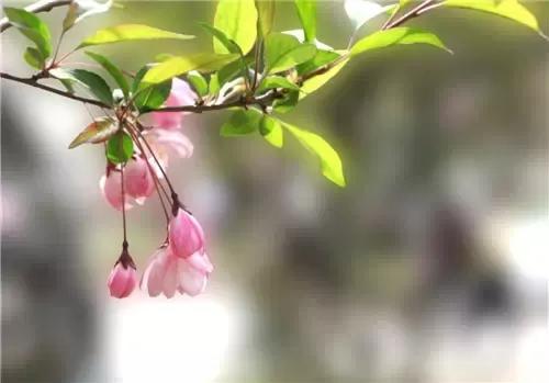 十首最美春日诗词邂逅最美春愁,关于春日的唯美的诗句