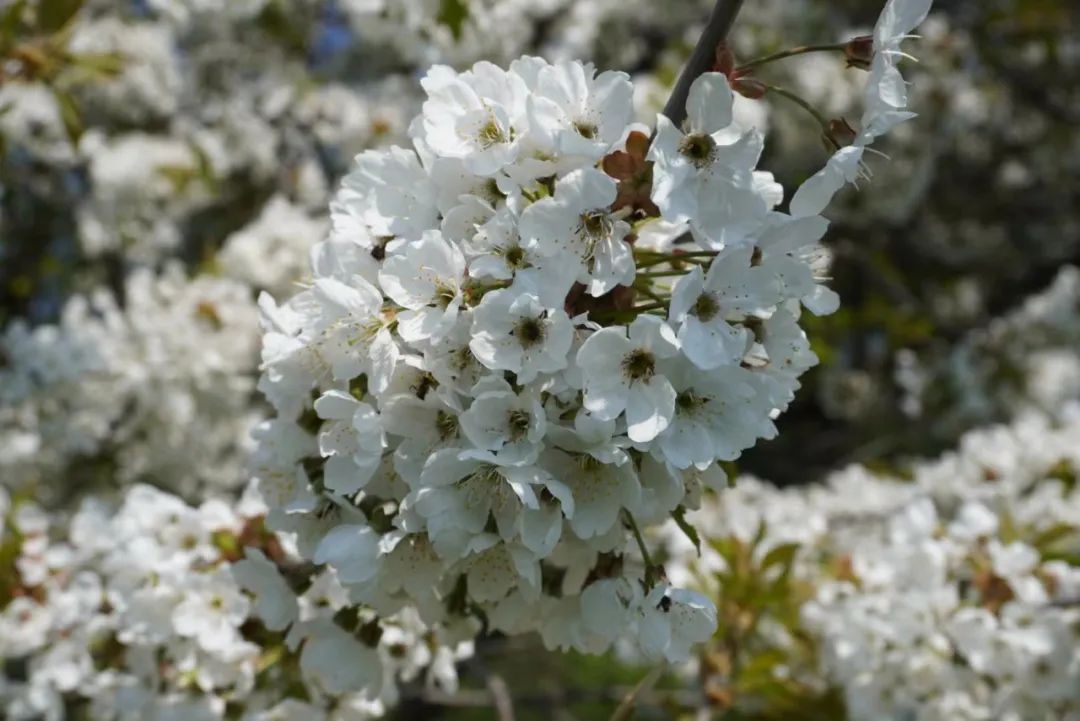 生活在瑞典的真实感受,在瑞典生活的日常