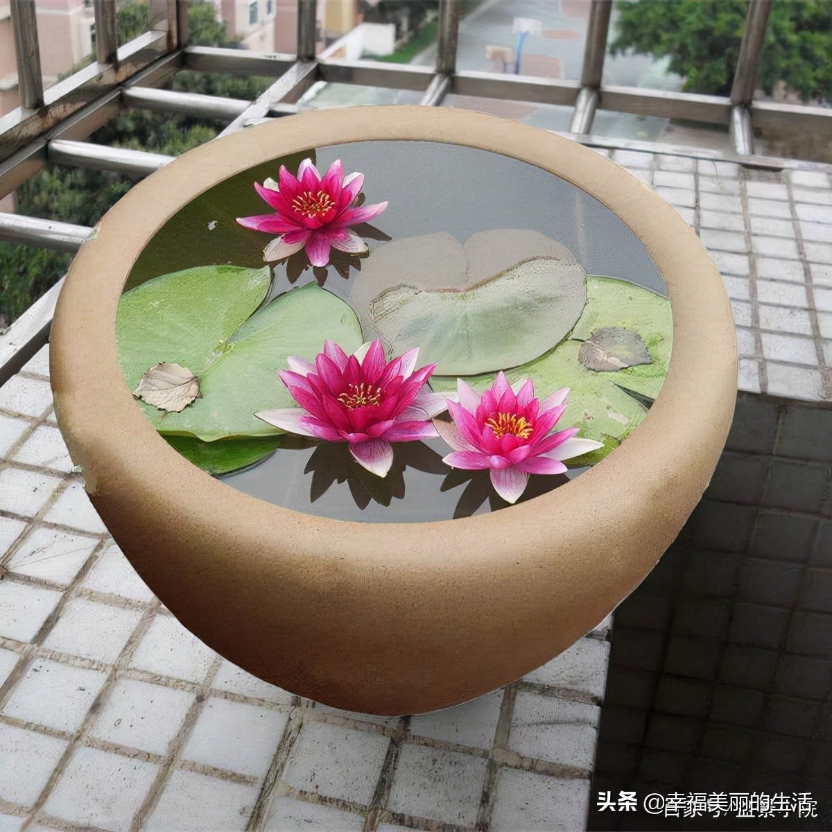 睡莲怎样养才正确,睡莲如何养