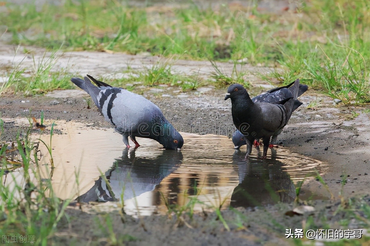 新手养鸽怎么不让鸽子害怕自己,怎么养好鸽子新手养鸽成功秘诀