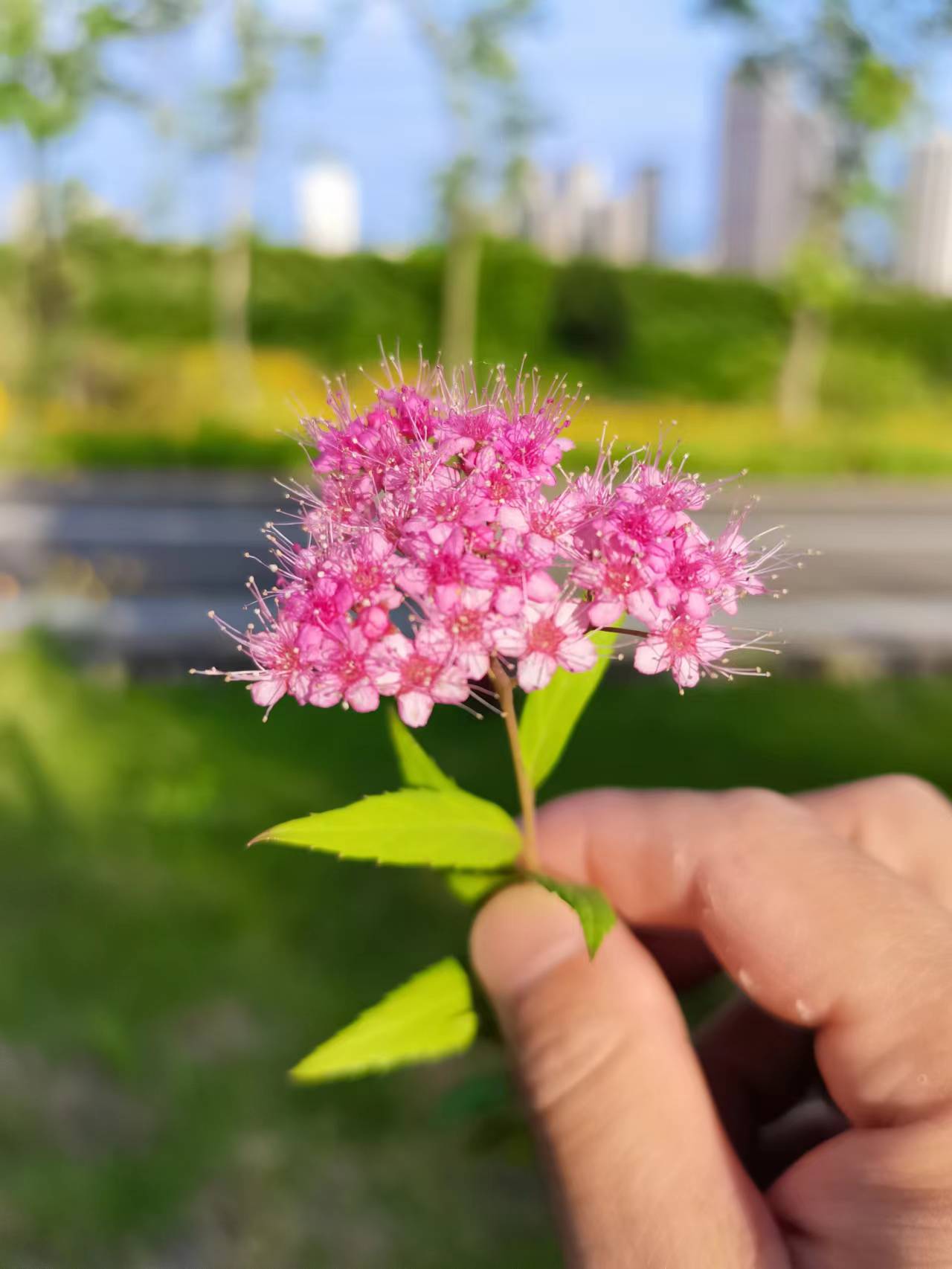 天府新区天府花香谷,成都天府新区花谷