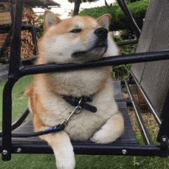 手机很卡但还不想换新机？系统“云翻新”了解一下，旧手机的福音