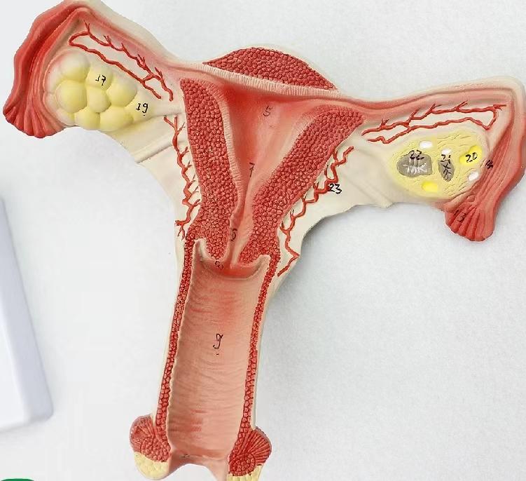 如何延缓生殖器衰老的现象,生殖系统抗衰老方法