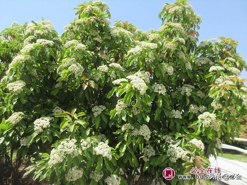 石楠花好臭为什么满大街种不活,石楠花很臭为什么满大街都种呢