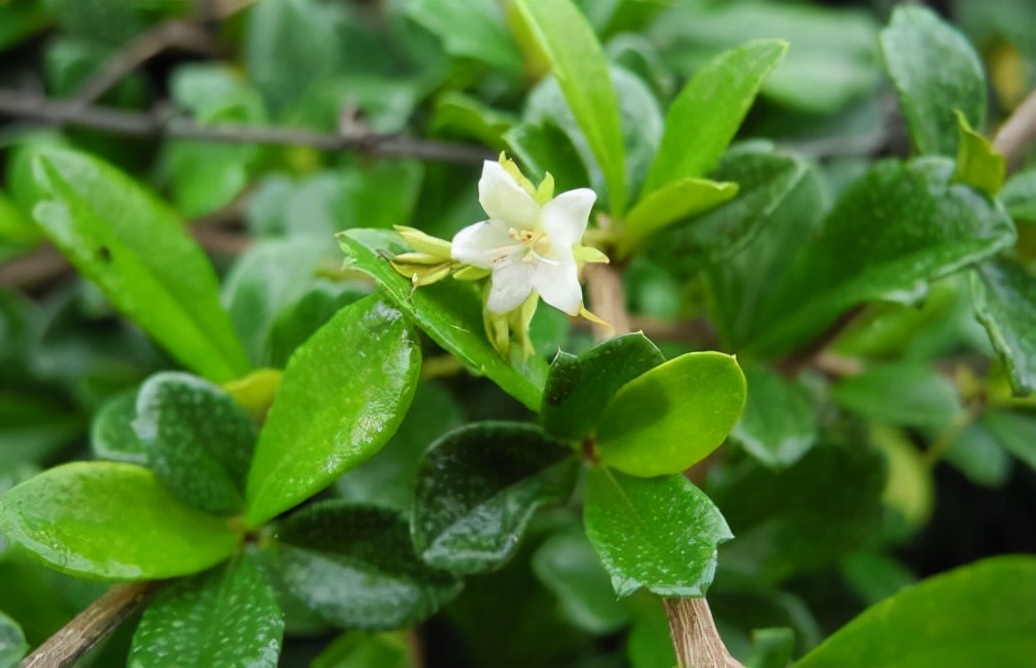 白花红果艳如脂——基及树