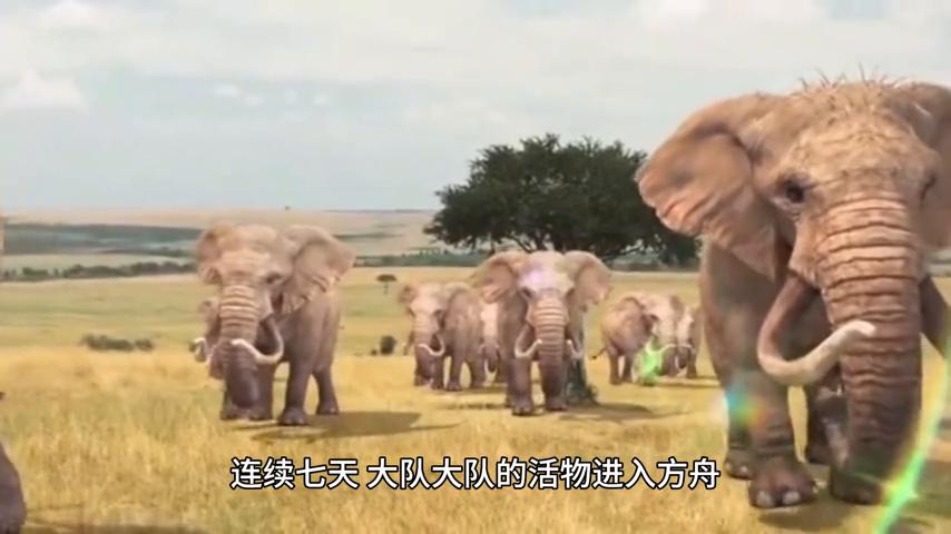 圣经人物故事系列——敬虔的挪亚（大洪水时的回忆）