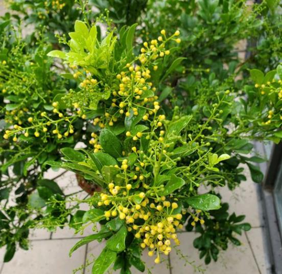 米兰花有香和不香的吗,米兰花好养吗