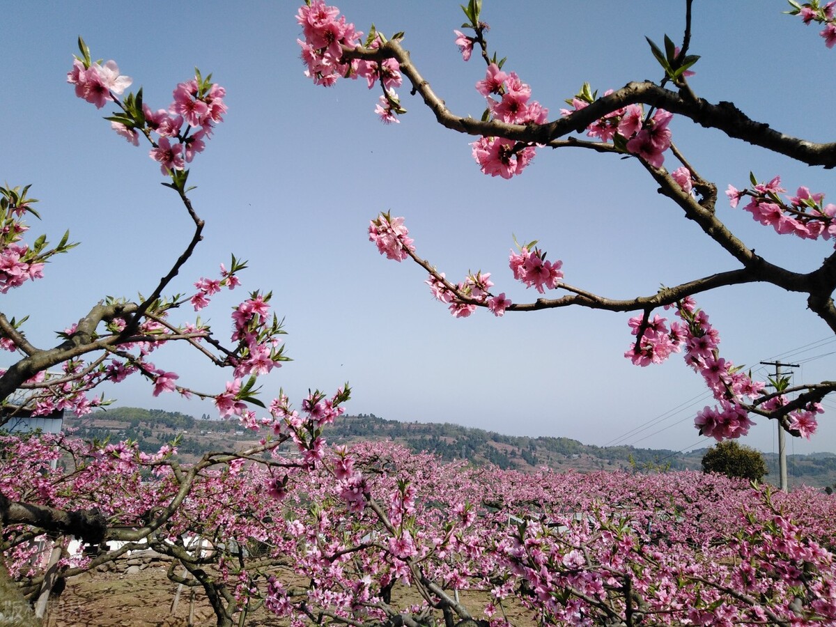 成都春天超美的地方,成都现在风景最美的地方