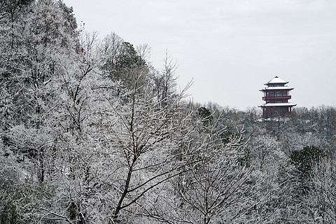 飞雪迎春山花烂漫,飞雪迎春绽玉蕊