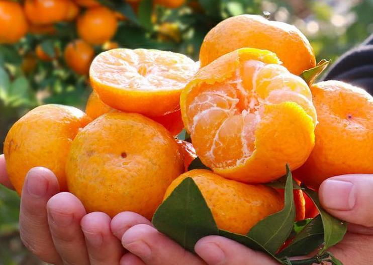 所有小橘子都是沙糖桔吗,沙糖桔跟小橘子区别