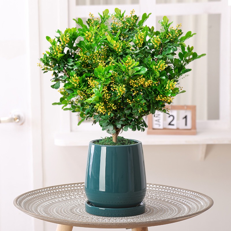 米兰花怎样养护才能开花多,米兰花的养护方法和注意事项