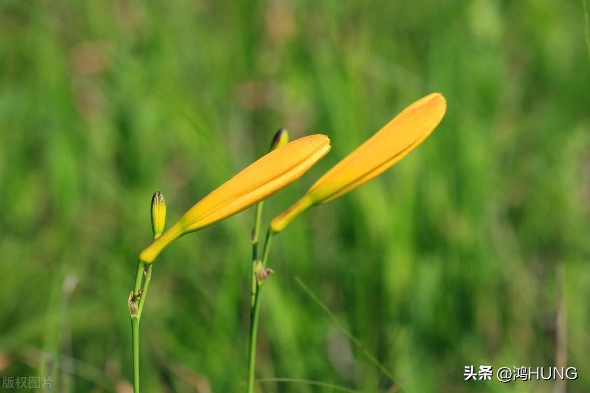 母亲节忘忧草,萱草忘忧母亲节