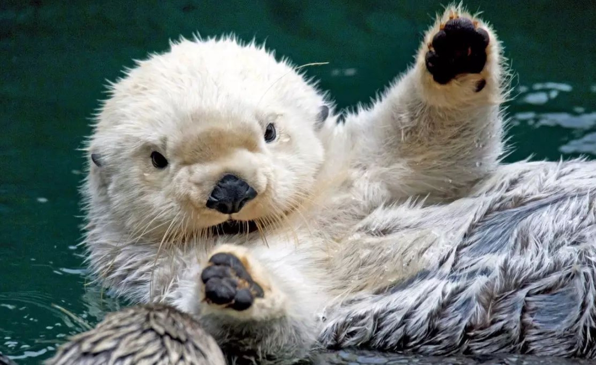 交配明明是为了繁衍后代,为什么雄性海獭,要将雌性折磨致死?