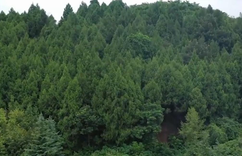 一代妖人袁天罡全集,袁天罡为什么是一代妖人