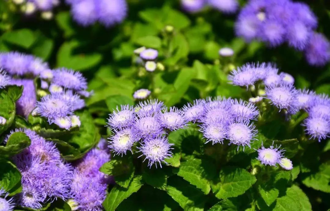 果园里的杂草怎么消灭最好,果园杂草太多如何科学控草