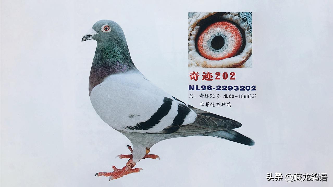 著名养鸽家赛鸽特征,信鸽名家驯养大全视频