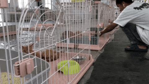 有的猫身体很软有的猫就硬,有的猫就是天生的坏种