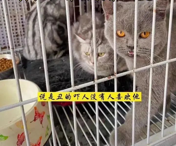 捡回来的流浪猫目光呆滞躲在角落,捡到一只爬满虫的流浪猫
