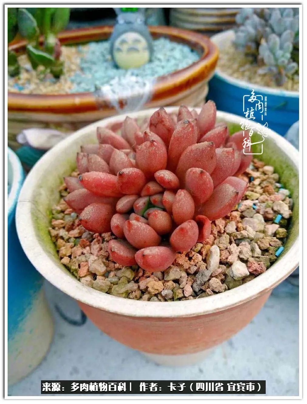 送我一轮明月文案,送我一轮明月