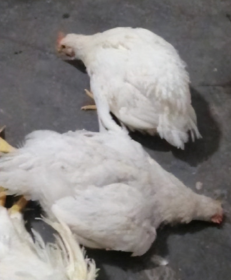 小鸡抽搐站不起来是什么病,鸡抽搐倒地喂什么药