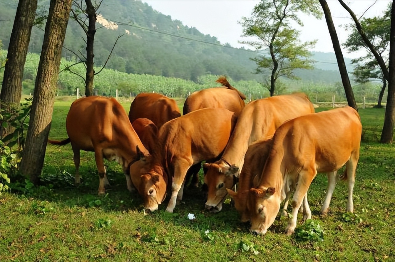 用什么料喂牛养得快,喂牛怎么喂才长得又快又肥