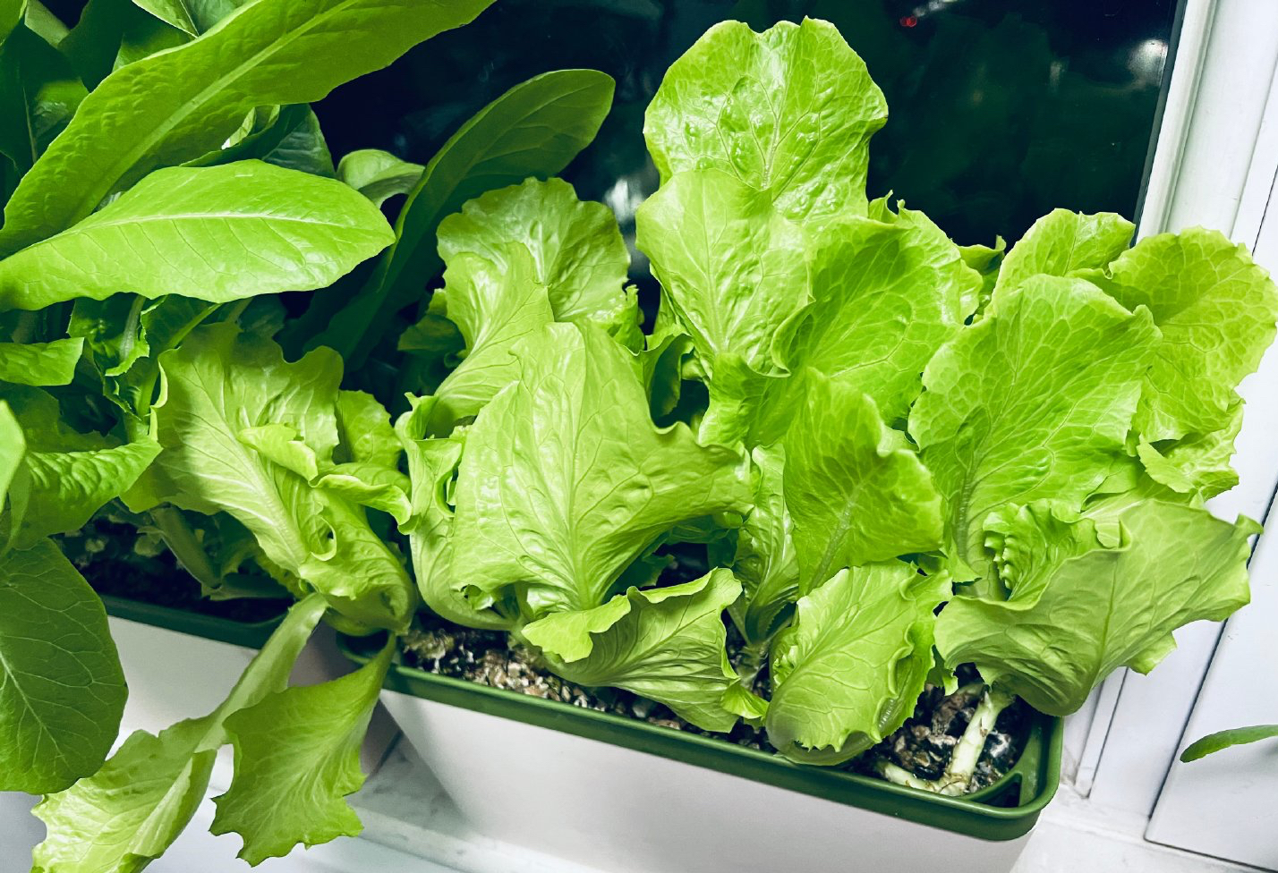 3种蔬菜,种快速生长的青菜的方法和步骤