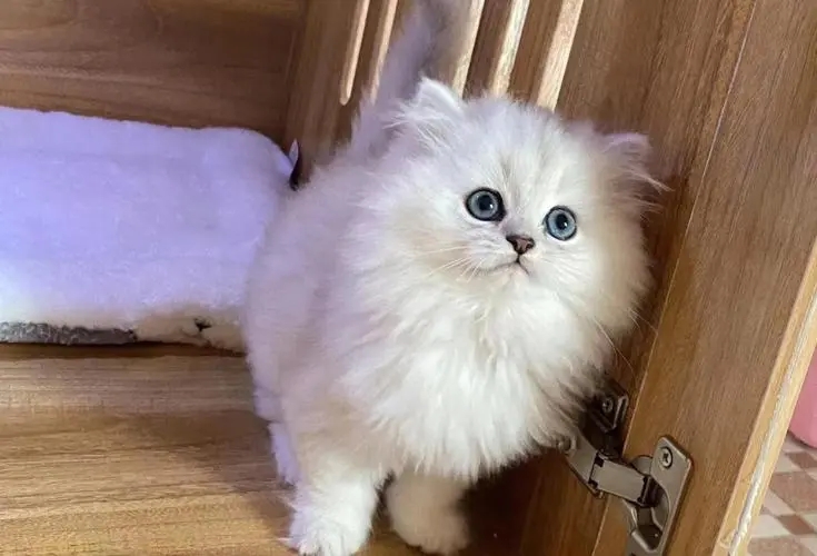 怎么判断金吉拉纯不纯,买金吉拉要到什么地方