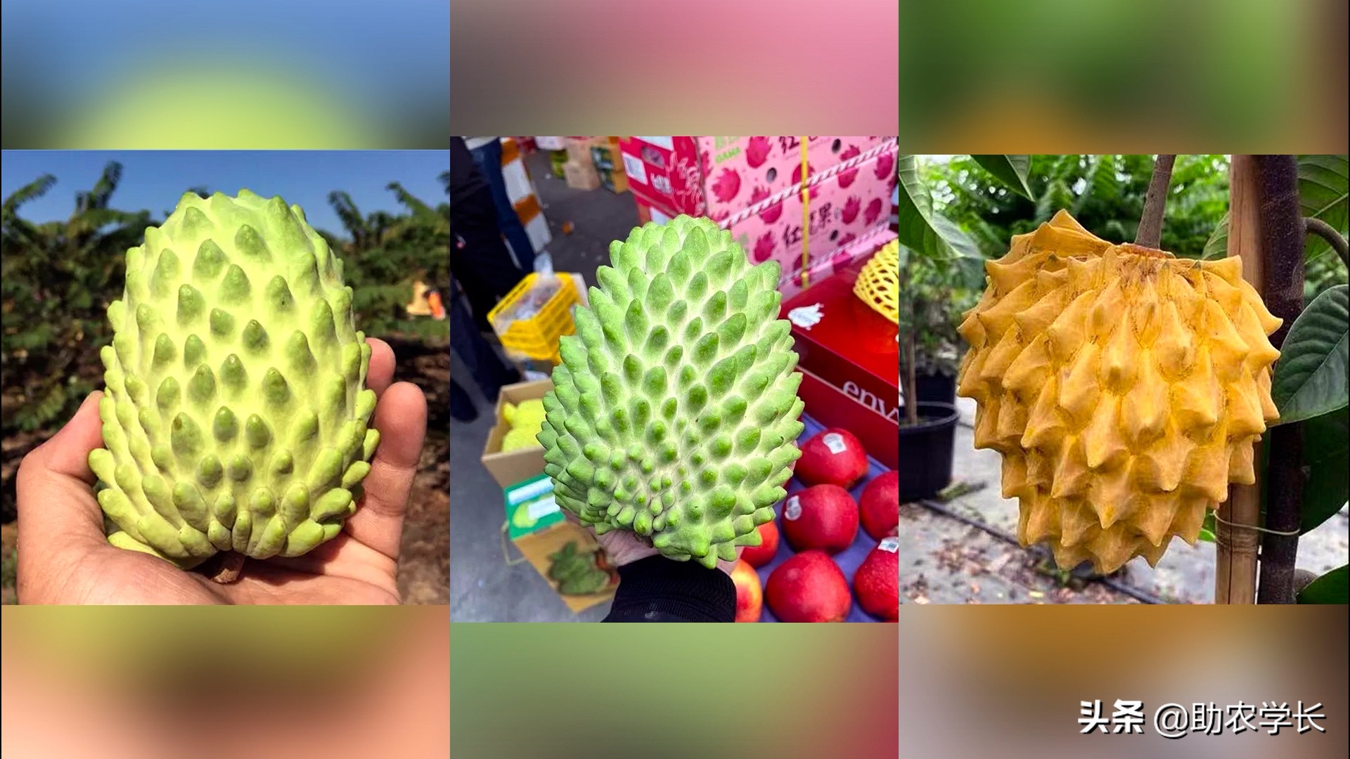 粉红的释迦果你吃过吗？番荔枝品种这么多，它们的区别有哪一些？