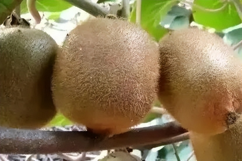 西安农高会最新报道,西安农高会活动