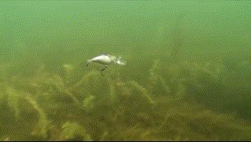 路亚小胖子假饵10g,路亚假饵亮片视频