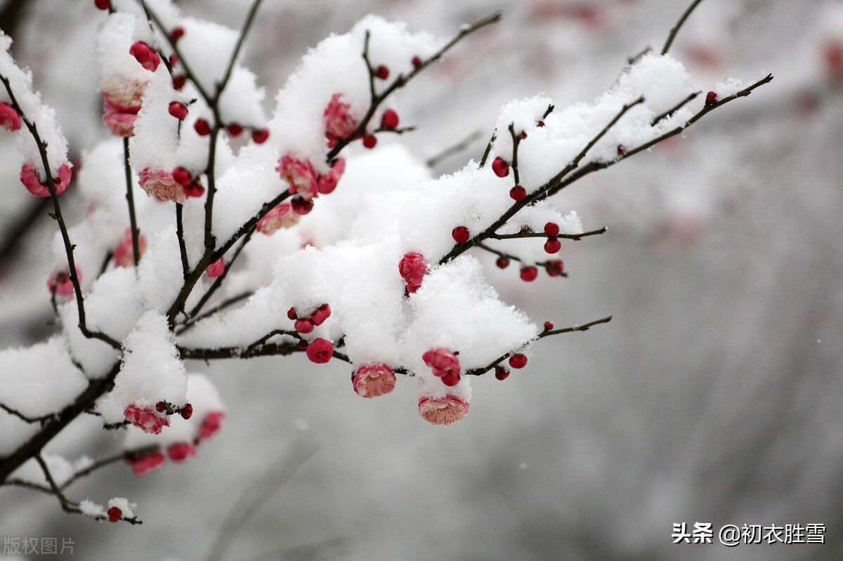 迎年雪梅明丽诗词七首:雪里开花白于雪,雪里梅花次第开