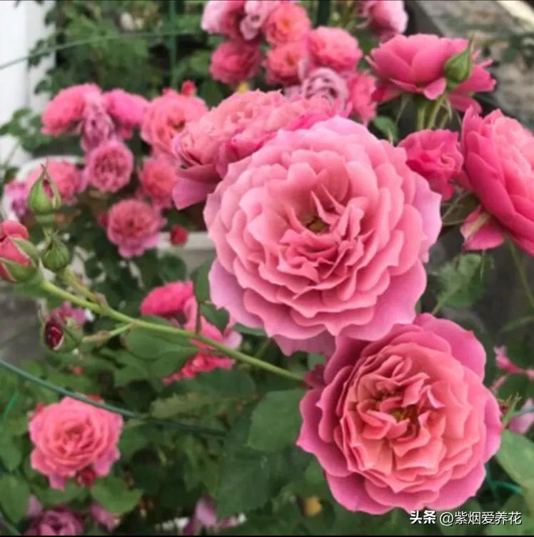 葵系列的月季,有一种花叫月季