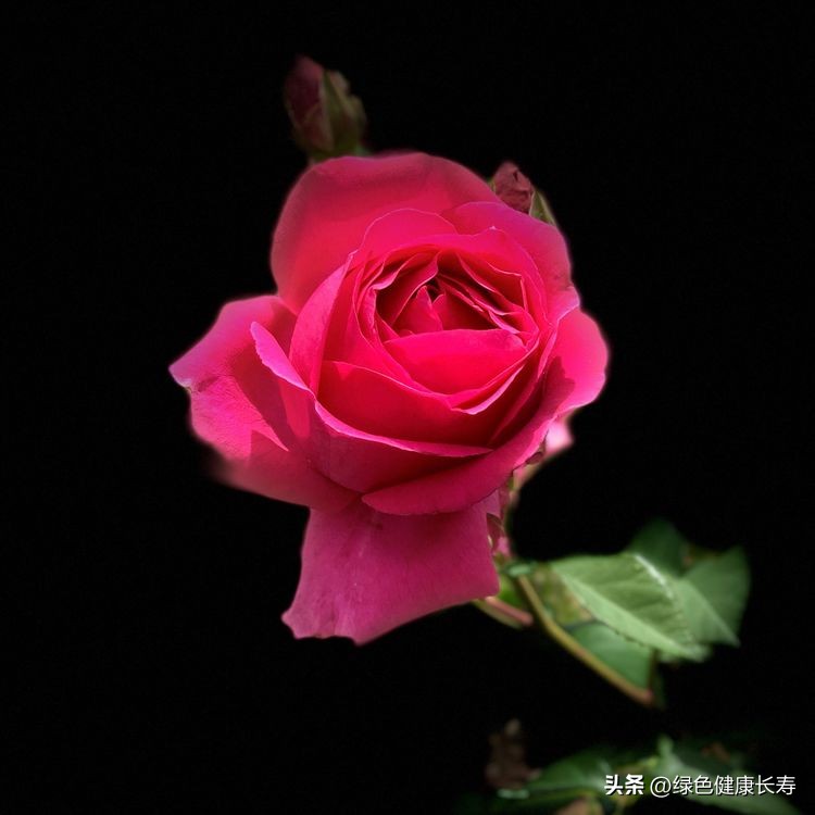 世界花园风景,世界花园