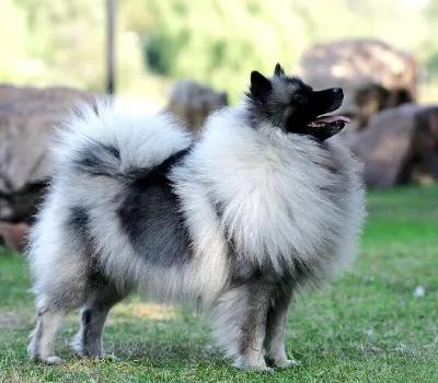 100多种名犬图片大全大图高清,100多种名犬图片大全大图