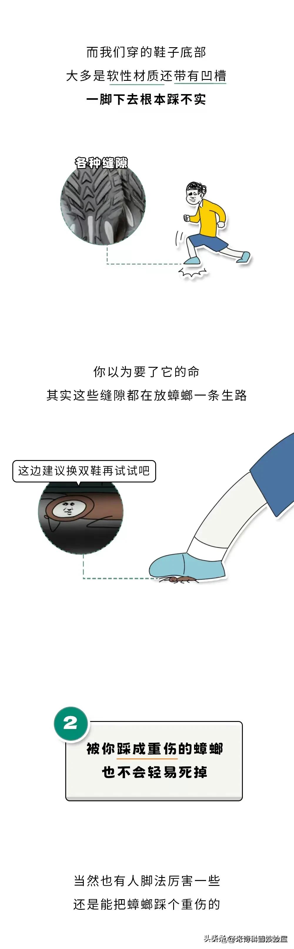 奇怪的冷知识甲虫,奇怪的冷知识火体虫