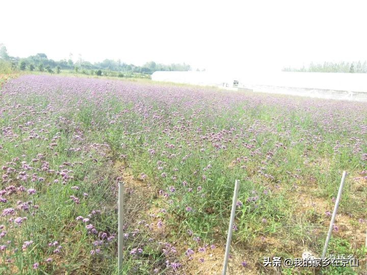 京山孙桥姬家河水库,湖北京山孙桥村