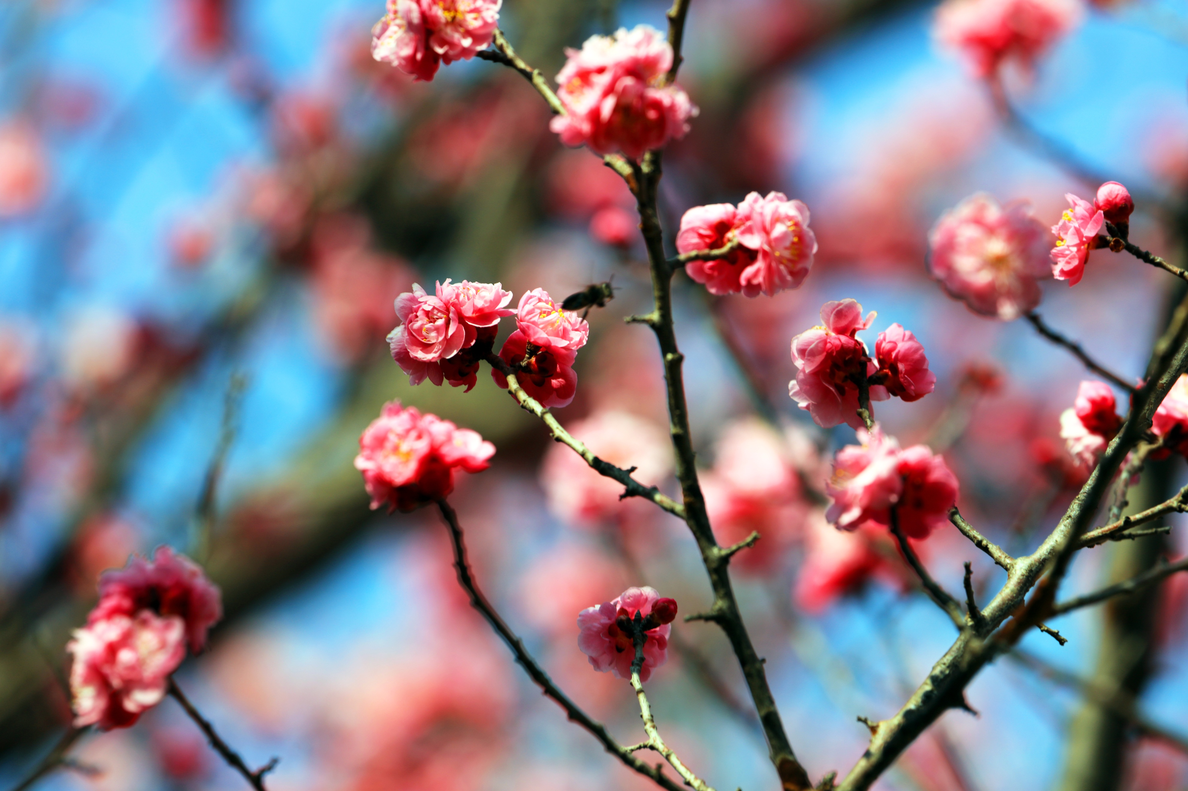 最美五四青年节的图片,五四青年节祝福动图表情