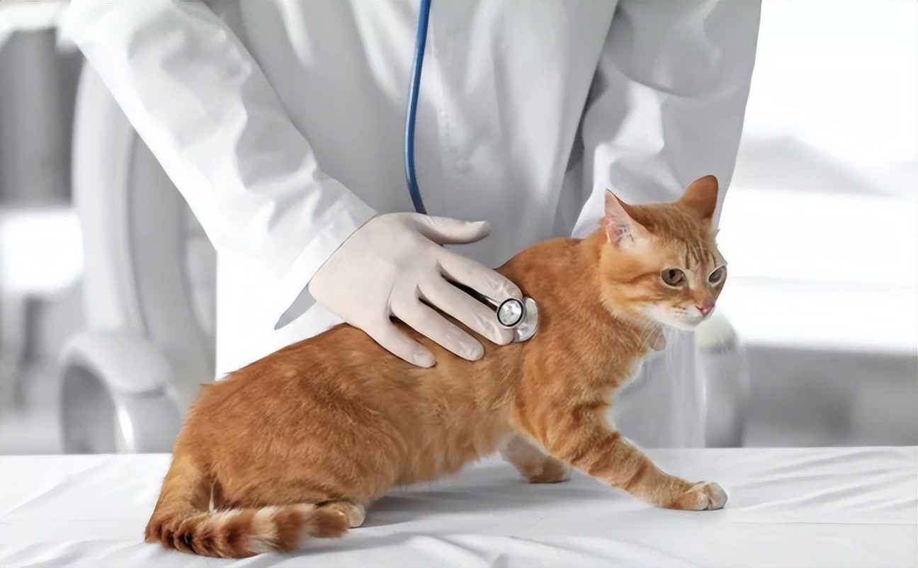 入坑猫,入坑猫咪