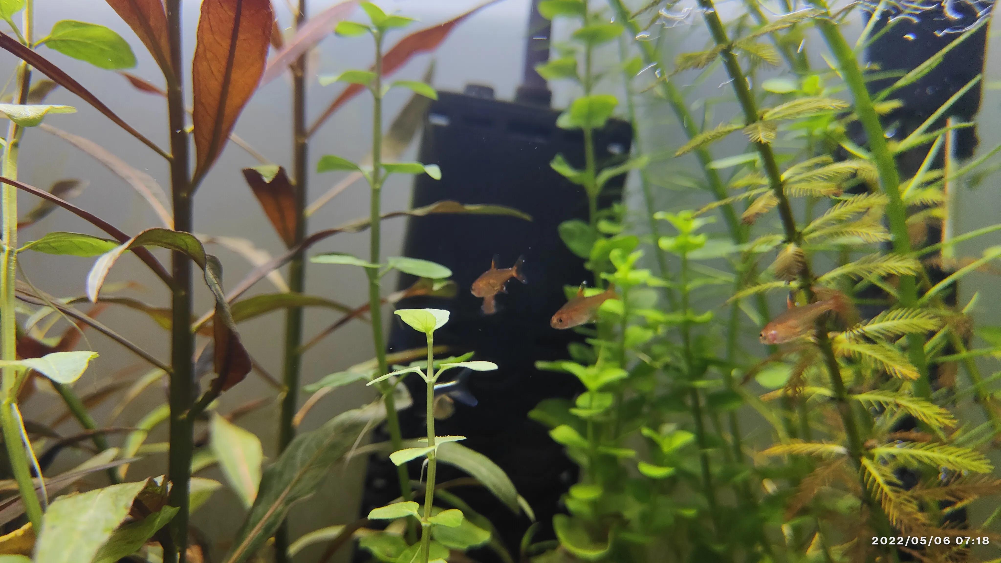 热带小鱼有白点病怎么办,小鱼得了白点病怎么办