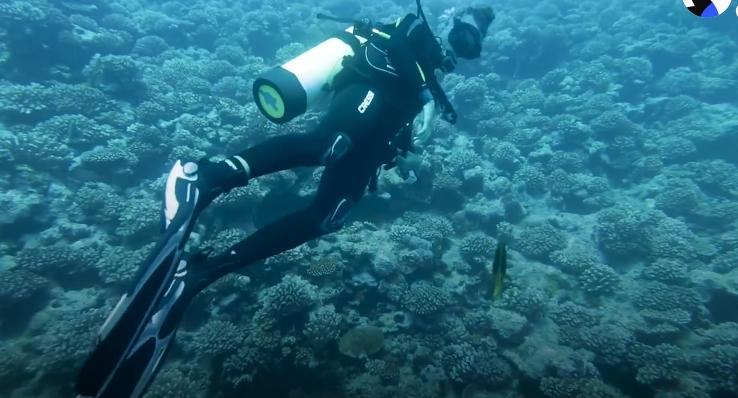 国外美女姐姐海里偶遇一只小鱼，竟引发神奇友谊！网友：前世情人