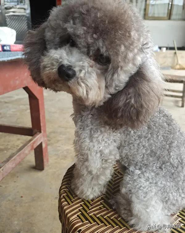 灰色泰迪寻主人云南楚雄,昆明寻找爱犬灰泰迪