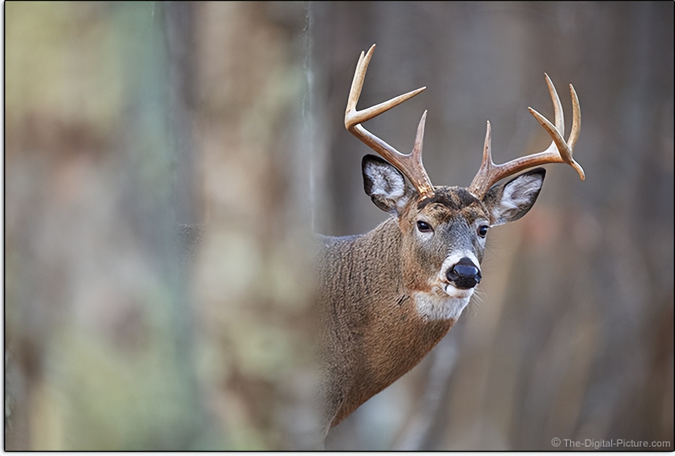 锐度超值索尼微单镜头,索尼微单老蛙广角镜头推荐