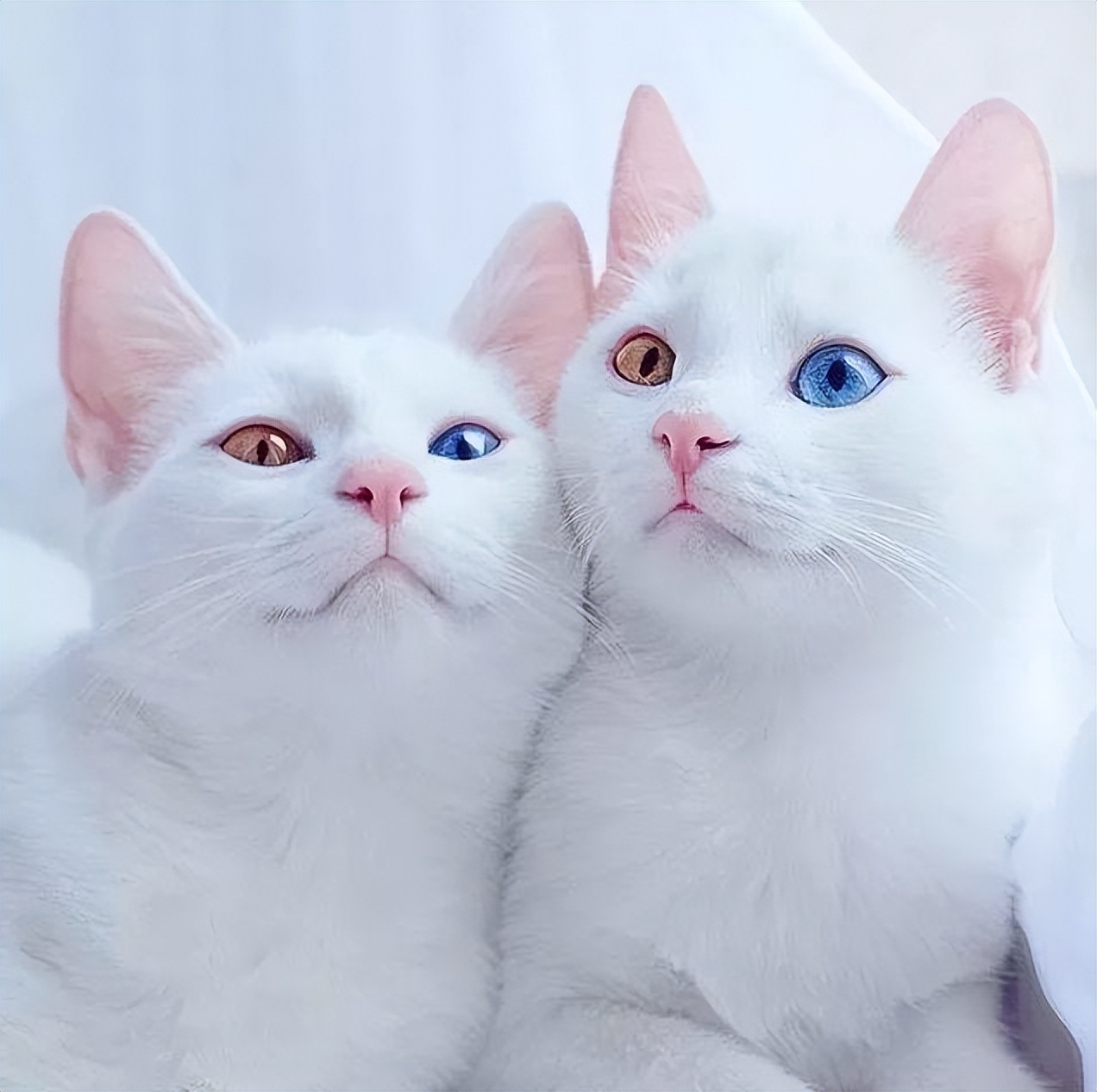 中华田园猫白猫好养吗,养猫新手适合养哪个可爱品种的猫