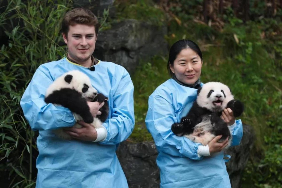 各国对待中国熊猫的态度,盘点各国对待大熊猫的态度