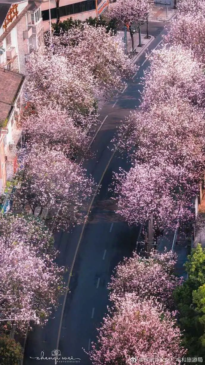 春天，我想到一座城，吃粉粉，看粉粉