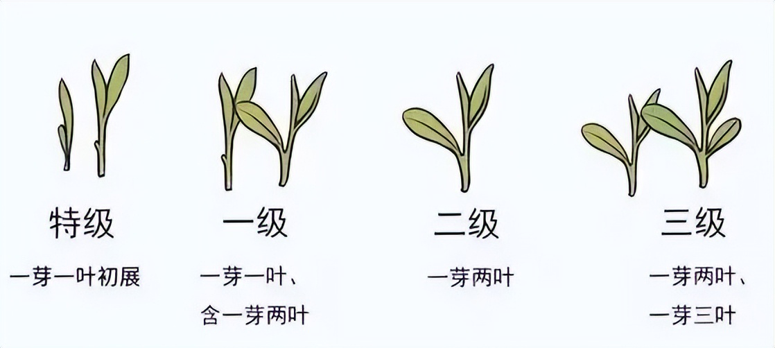 清香甘甜的纯天然好茶,如何选一款适合自己的好茶