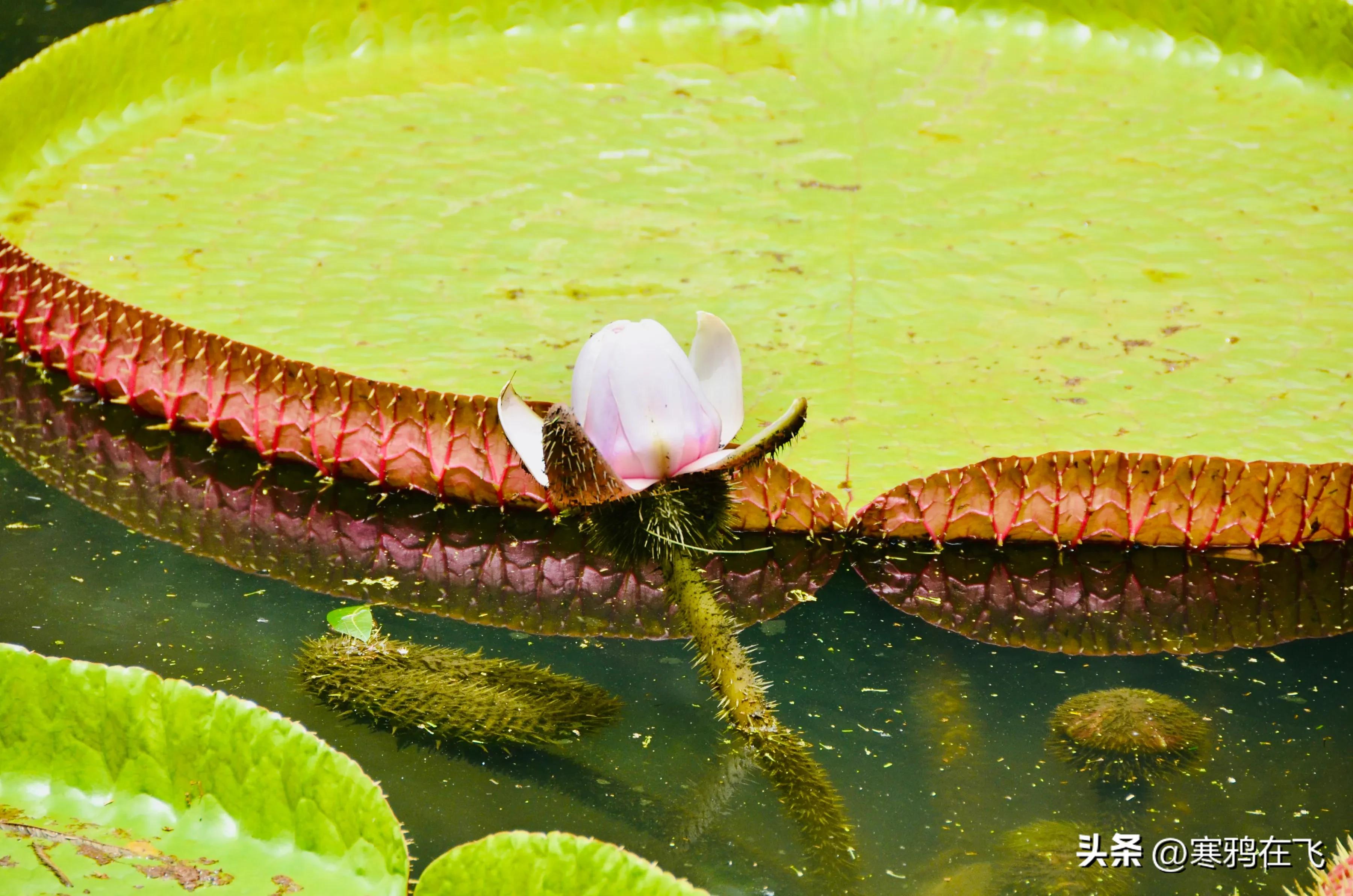 毛里求斯鹦鹉灭绝时间,毛里求斯有许多渡渡鸟吗
