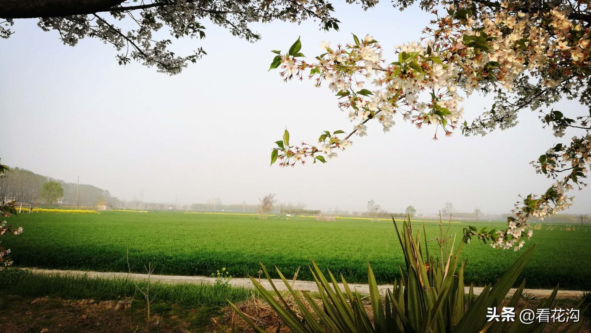 河南西华县是哪个市,西华县各个地方的介绍